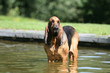 saint hubert debout dans le bassin en ete dans le jardin