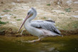 pelican 1