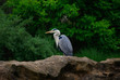 heron 1