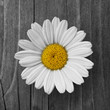 Margeriten-Blüte auf Holzhintergrund