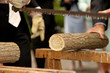Hochzeit