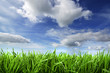 Photo: spring background with grass and sky spring background with grass and sky