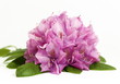 Rhododendronblüte