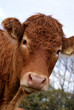Vache limousine