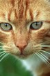 Hunting cat