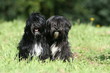 duo de jeune terriers du tibet noir a la tache blanche en été duo de jeune terriers du tibet noir a la tache blanche en été