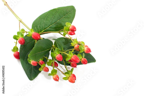 Photo: Saint John«s Wort berries Saint John«s Wort berries