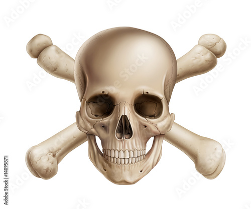 Illustration: Skull Skull