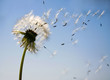 Pusteblume im Wind