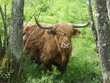 vache highland cattle