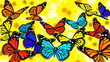 Butterflies on the flower Butterflies on the flower
