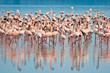 Flamingos