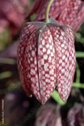 Photo: tulipe pintade tulipe pintade