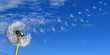 Pusteblume