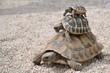 Tortues superposées