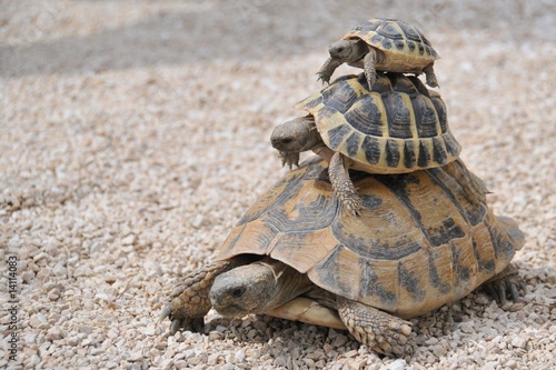 Photo: Tortues superposées Tortues superposées