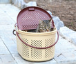 Cat in a walking basket. Cat in a walking basket.