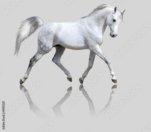 Illustration: white horse isolated on gray white horse isolated on gray