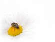 bee on marguerite on white