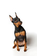 Miniature pinscher looking up