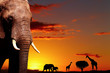 African nature concept African nature concept