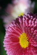 blume