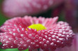 blume