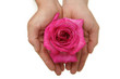 rose dans le creux des mains