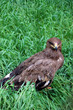 Eagle in grass . Wildlife Eagle in grass . Wildlife