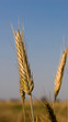Photo: ear ear