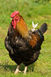 Photo: rooster, Gallus domesticus rooster, Gallus domesticus