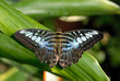 Papillon