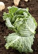 kohl