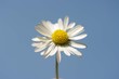 Gänseblümchen