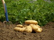 pommes de terre