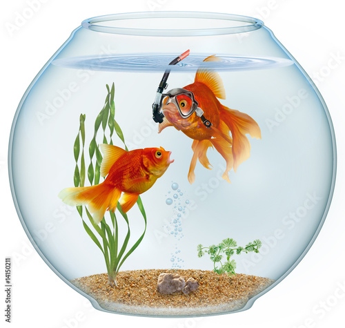 Foto: Golfisch goldfish intelligent Golfisch goldfish intelligent