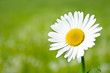 Margerite vor unscharfer Blumenwiese Margerite vor unscharfer Blumenwiese