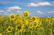 field with sunflowers and blue sky