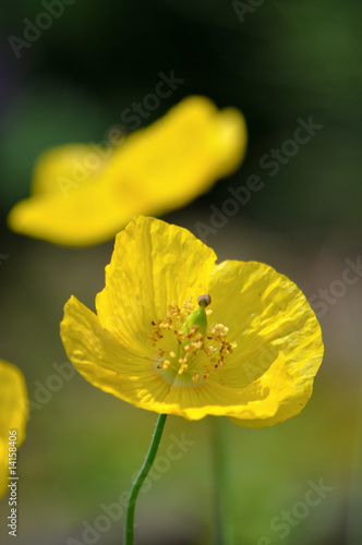 Photo: Mohn Mohn