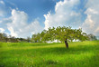 Montagna33