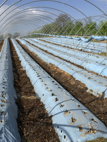 Photo: crops crops