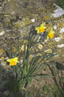 daffodil