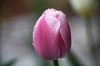 Single Pink Closed Tulip Covered In Raindrops
