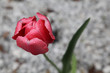 Single Red Blooming Tulip Covered In Rain Drops