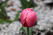 Red Tulip With Rain Drops On It