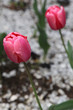Two Red Tulip With Rain Drops On It