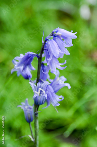 Photo: Blaue Glöckchen Blaue Glöckchen