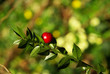 Fruit