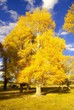 Beautiful Trees