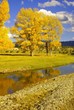 Beautiful Trees
